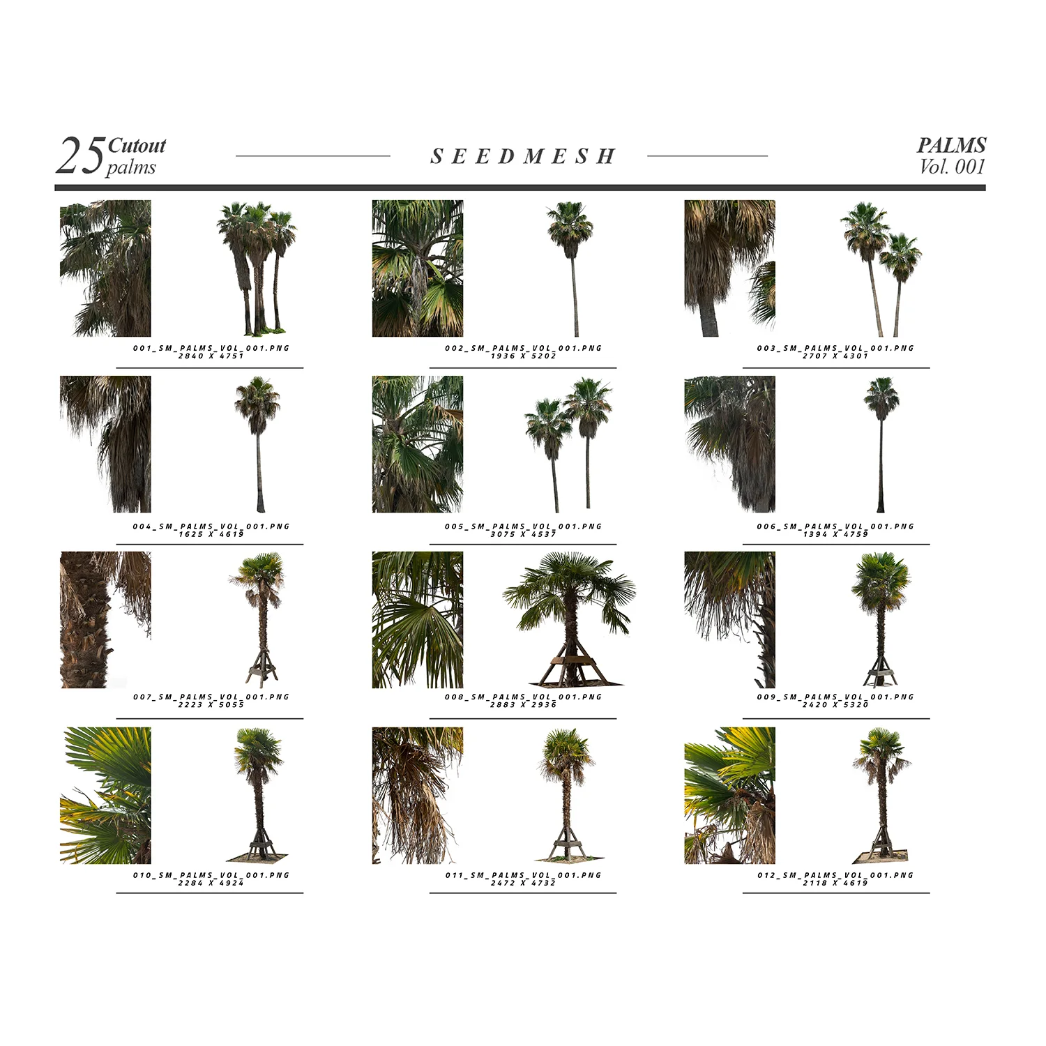 25 Trees: Palms Vol. 001 screenshot 2