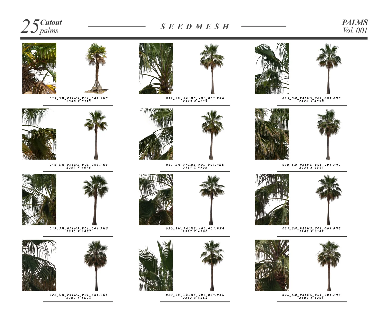 25 Trees: Palms Vol. 001 screenshot 3