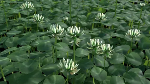 3D Clover - Blender 3d models