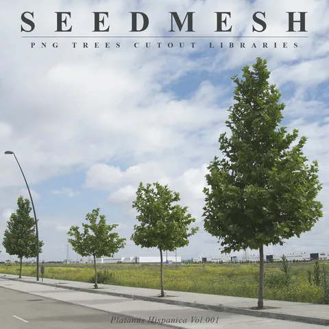 Platanus Hispanica Cutouts - Blender textures & materials