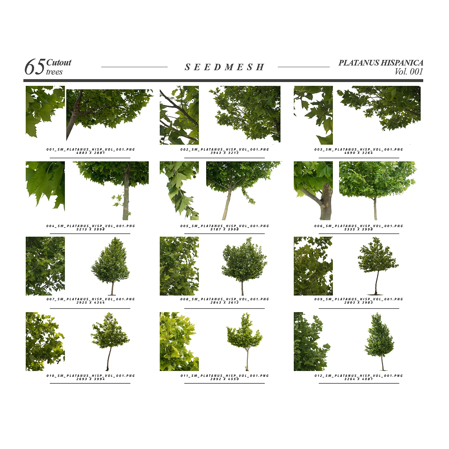 Platanus Hispanica Cutouts screenshot 2