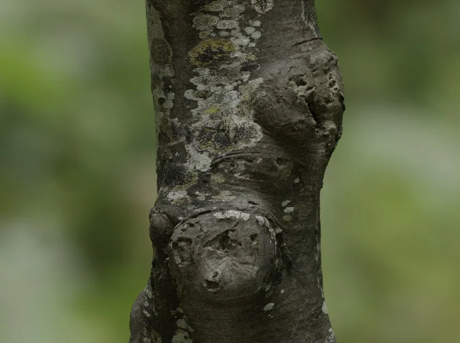 8K Scanned Tree Texture Pack screenshot 3