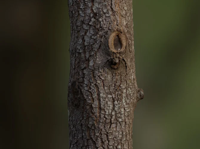 8K Scanned Tree Texture Pack screenshot 5