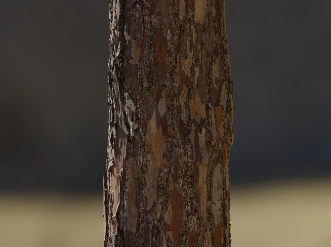 8K Scanned Tree Texture Pack screenshot 7