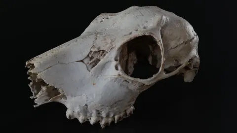 Assorted 3D Scans - Blender 3d models