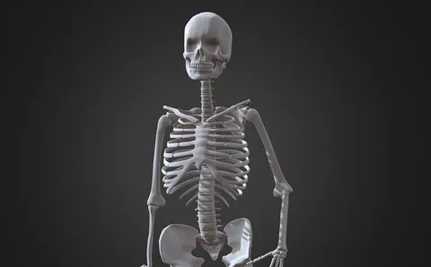 Female Skeleton XMS - Blender 3d models