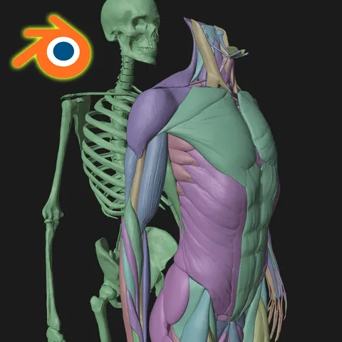 Anatomy For Study - Blender 3d models