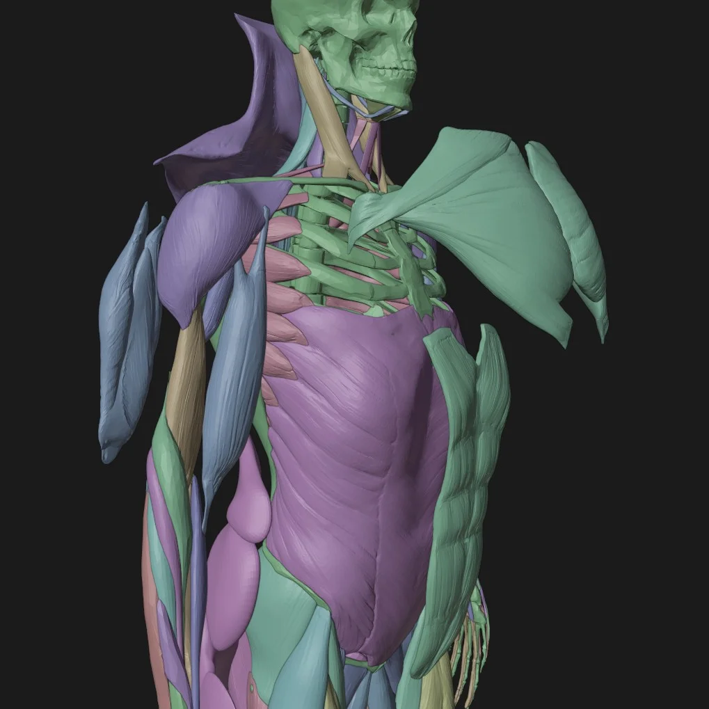 Anatomy For Study screenshot 2