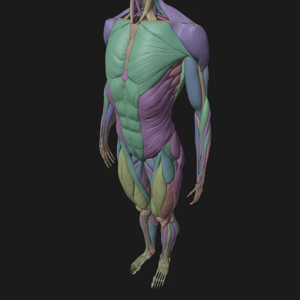 Anatomy For Study screenshot 3