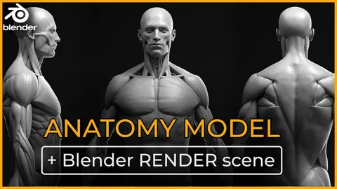 Male Anatomy Ecorche - Blender 3d models