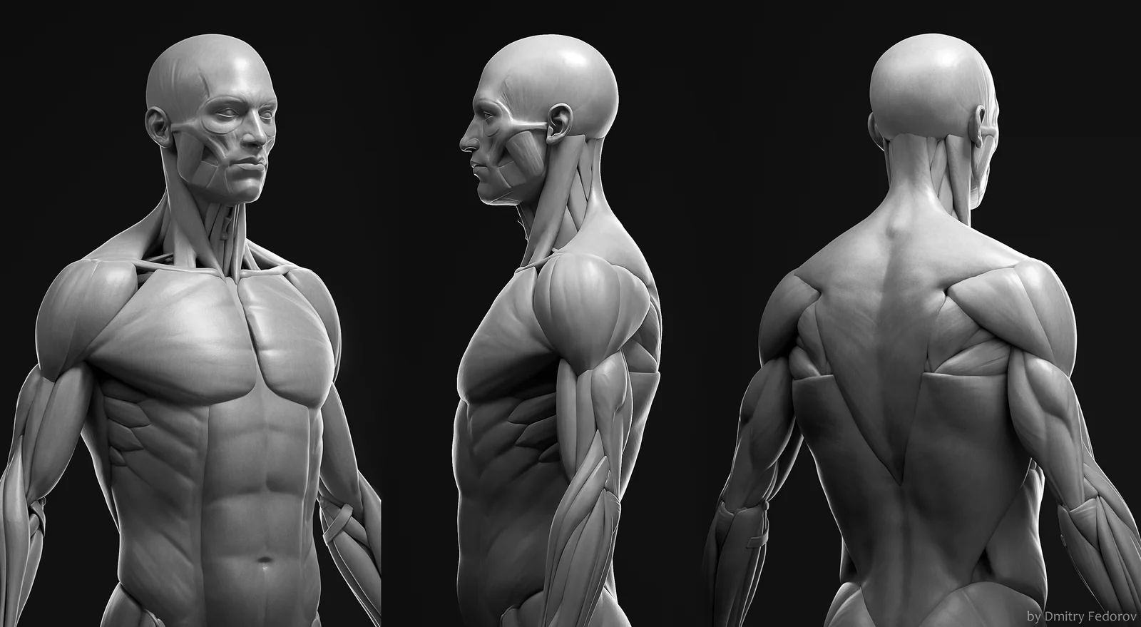 Male Anatomy Ecorche screenshot 2