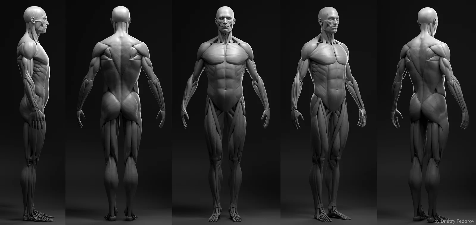 Male Anatomy Ecorche screenshot 3