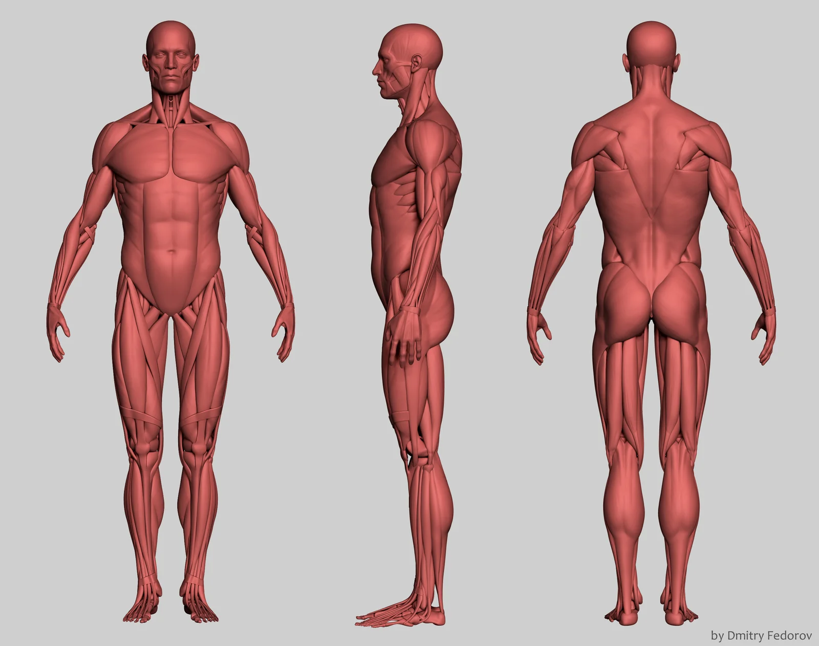 Male Anatomy Ecorche screenshot 5