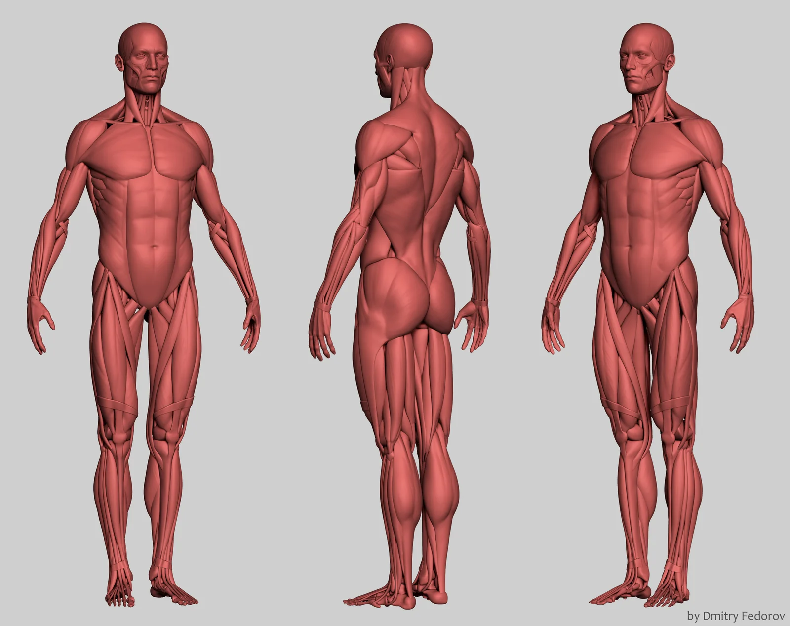Male Anatomy Ecorche screenshot 6