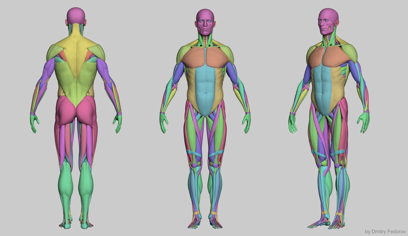 Male Anatomy Ecorche screenshot 7