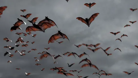 Animated Bats - Blender geometry nodes