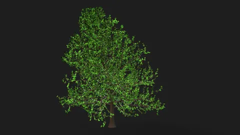 Apple Tree 01 - Blender 3d models