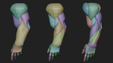 Arm Anatomy Blockout Levels - Blender 3d models