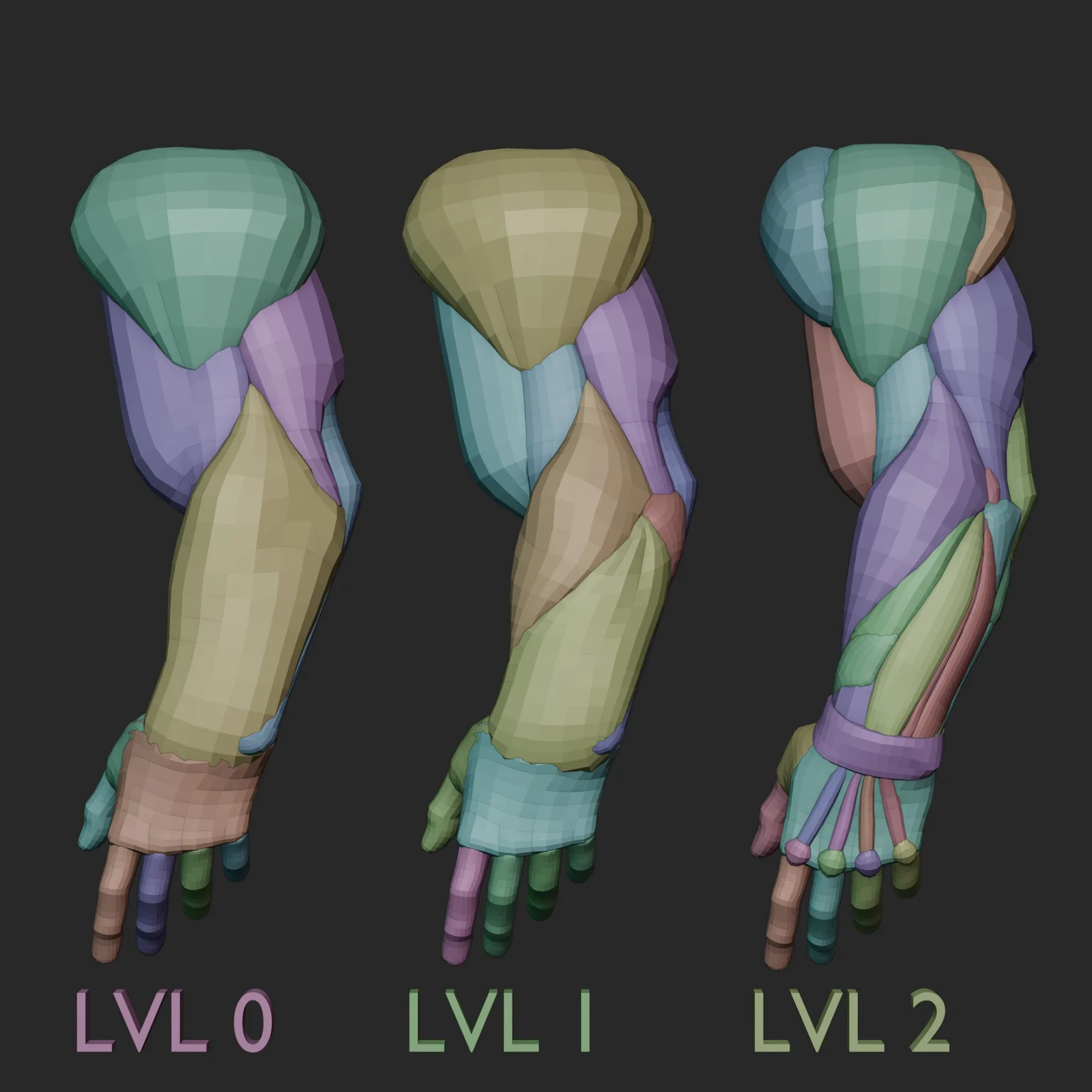 Arm Anatomy Blockout Levels screenshot 2