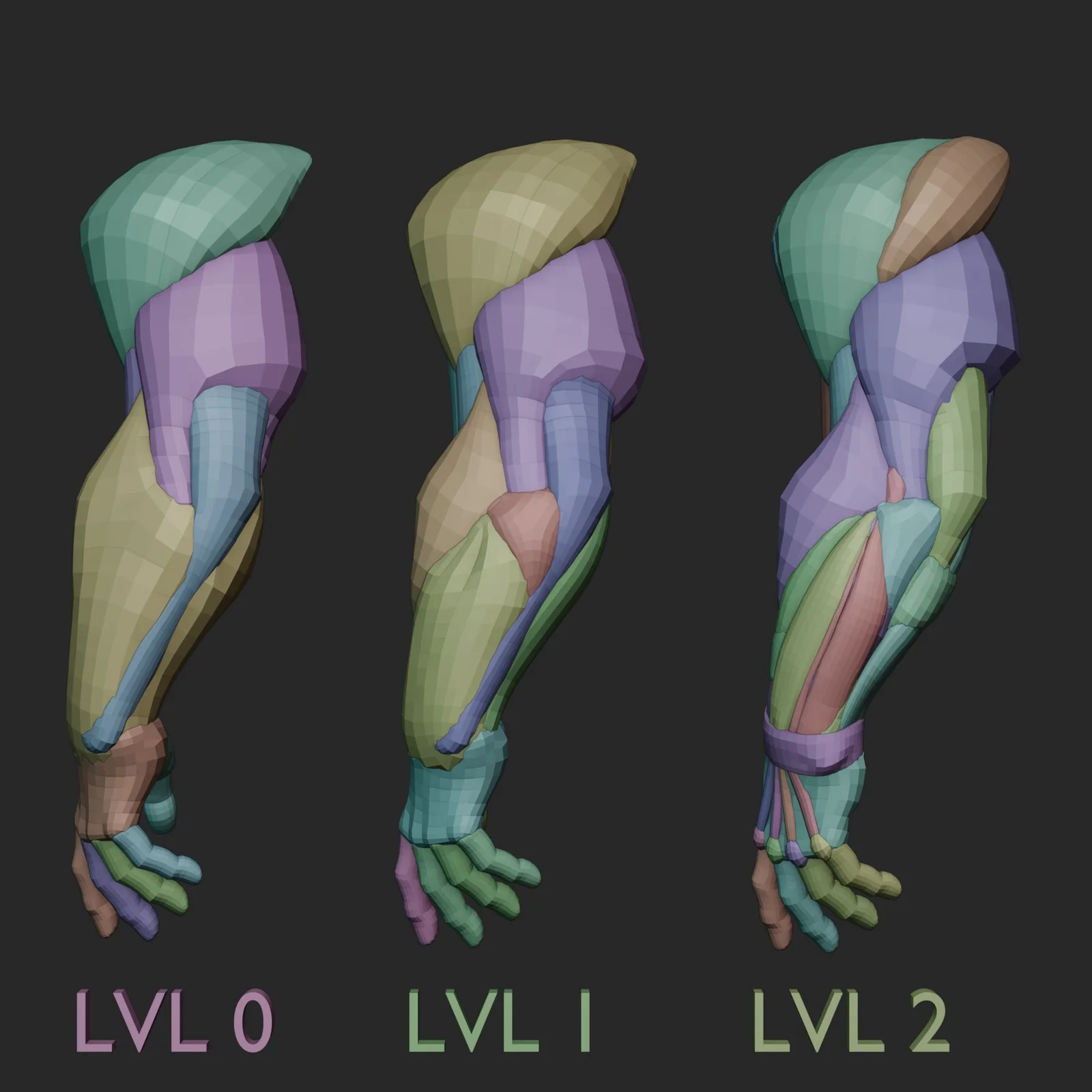 Arm Anatomy Blockout Levels screenshot 3
