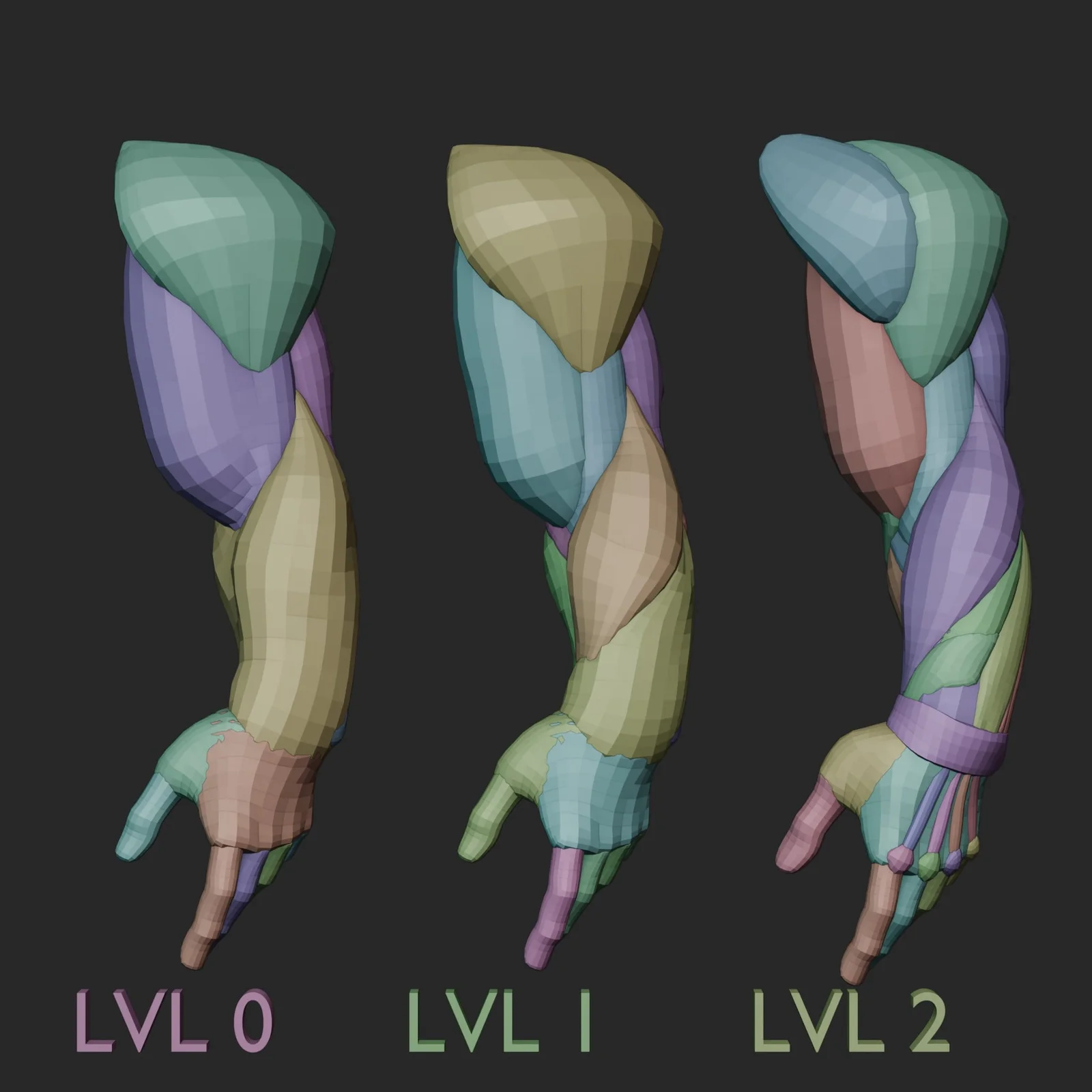 Arm Anatomy Blockout Levels screenshot 8