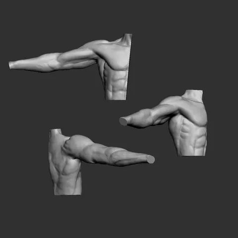 Pronated Arm Anatomy Study - Blender 3d models
