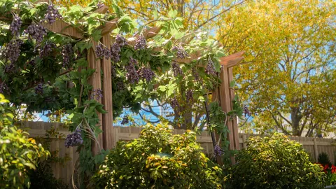 Backyard Happiness - Blender scenes