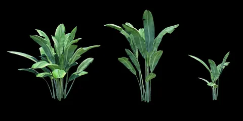 Banana Tree Plants - Blender 3d models