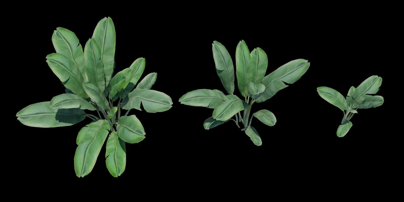 Banana Tree Plants screenshot 2