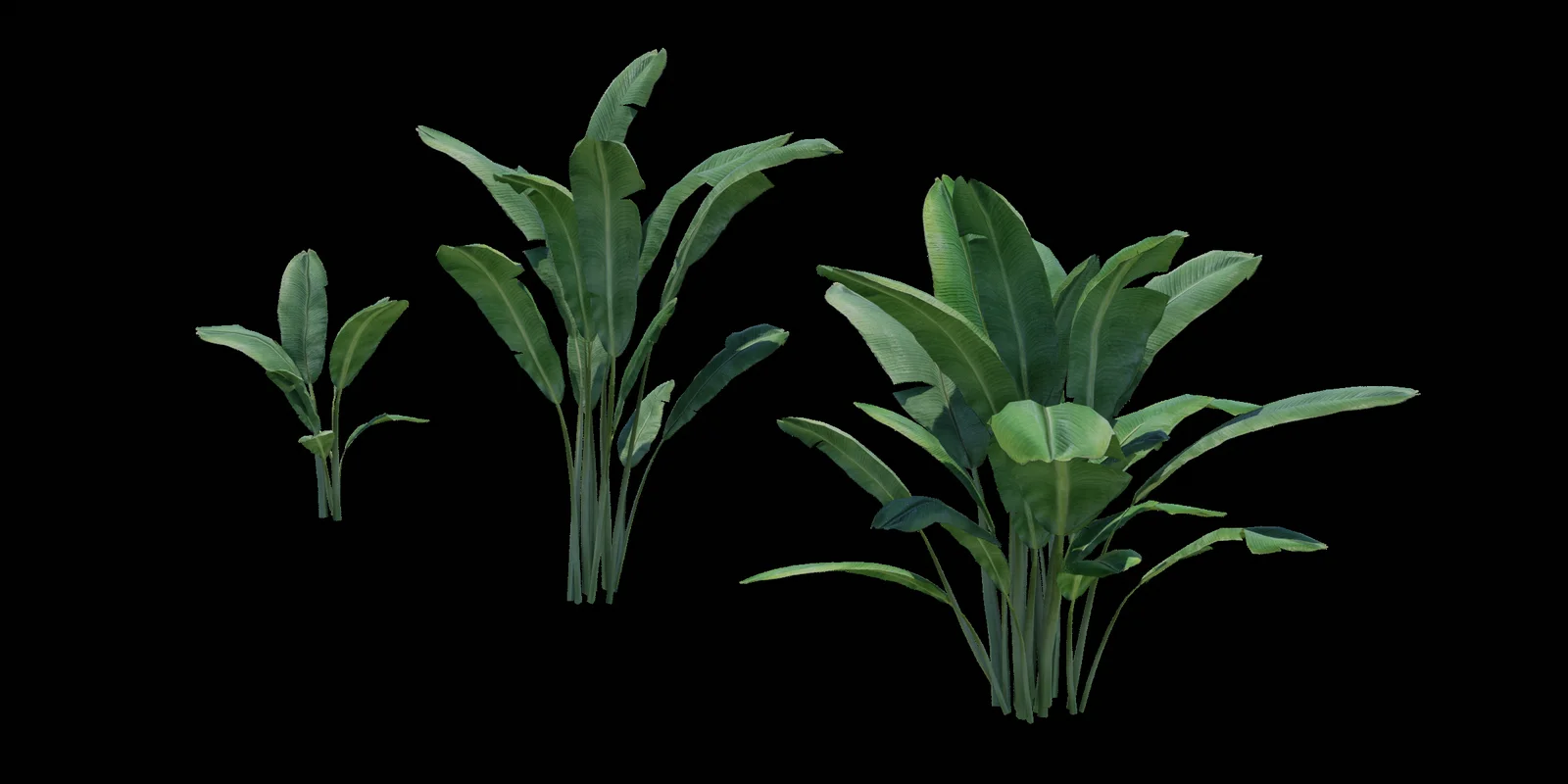 Banana Tree Plants screenshot 4