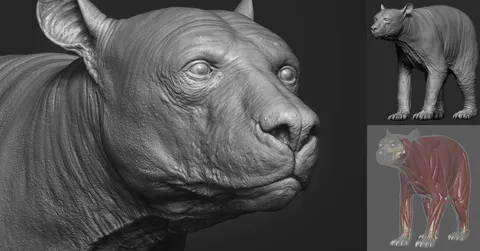 Bear Anatomy Model - Blender 3d models