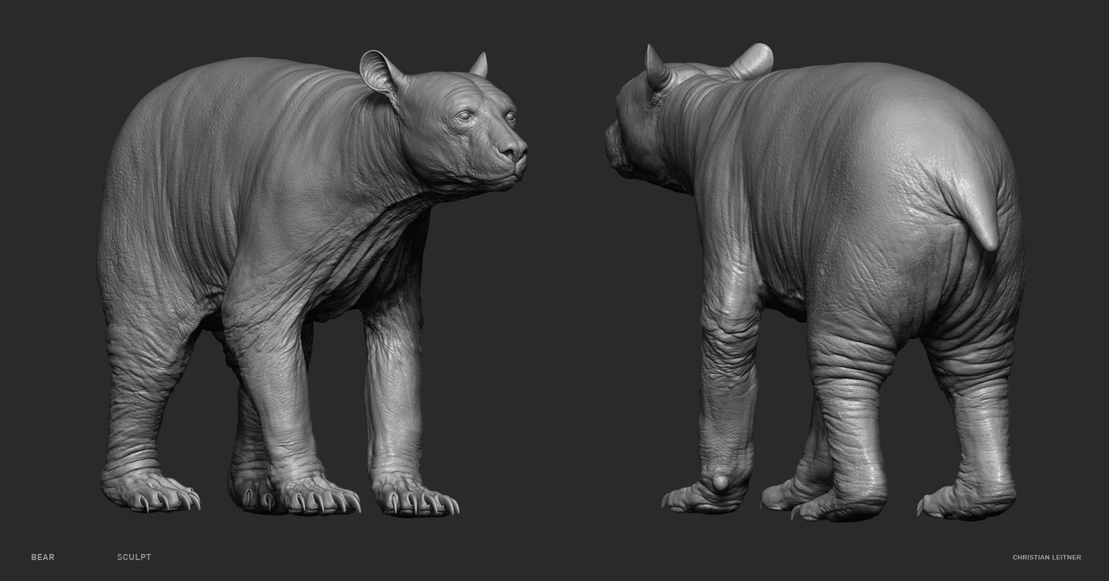 Bear Anatomy Model screenshot 2