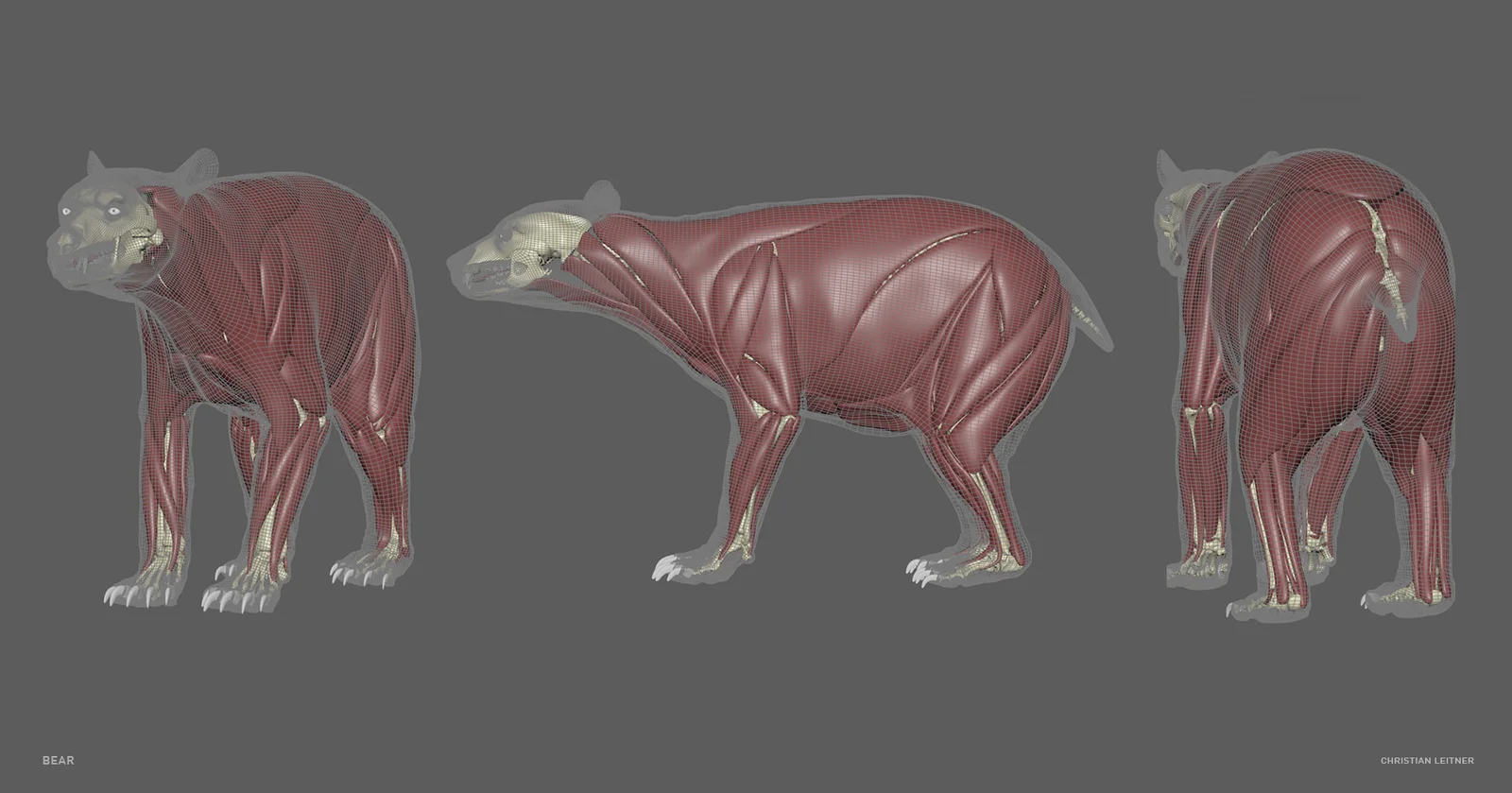 Bear Anatomy Model screenshot 6