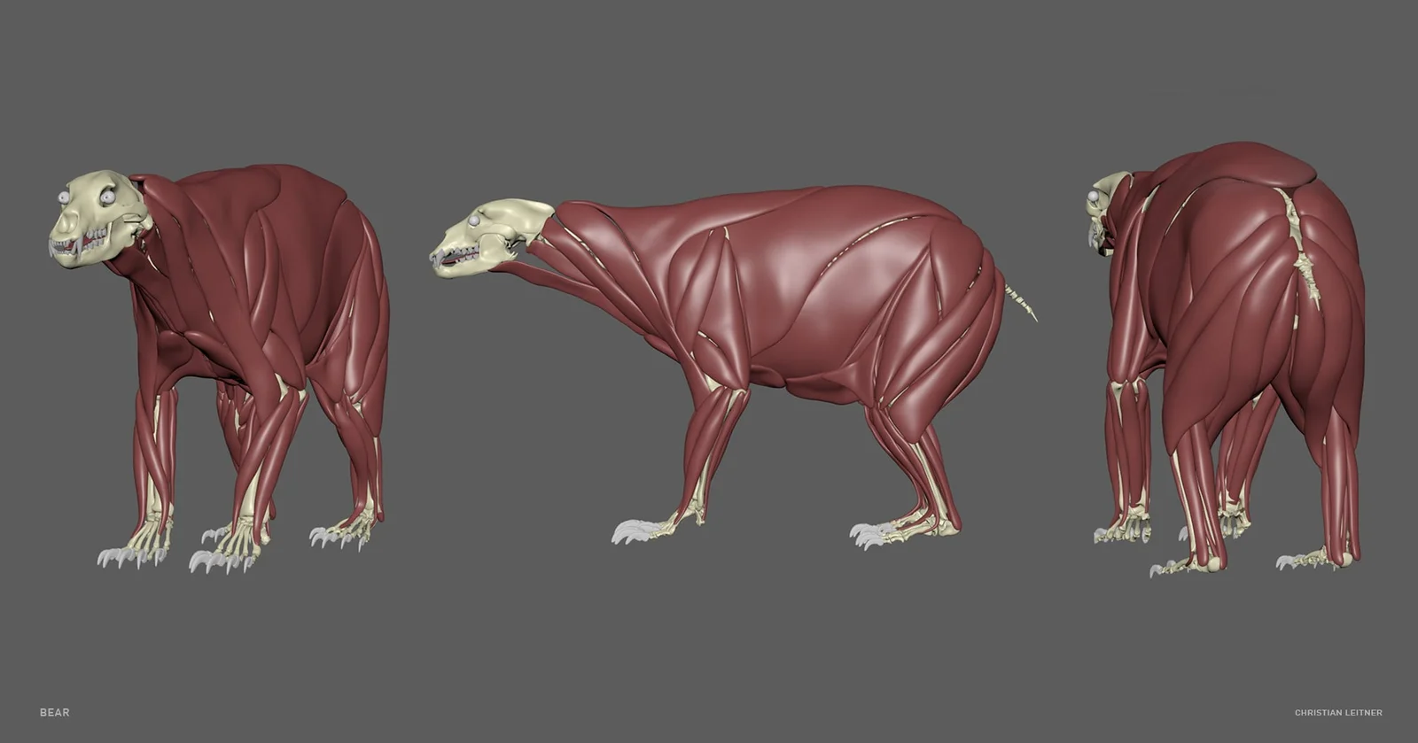 Bear Anatomy Model screenshot 7