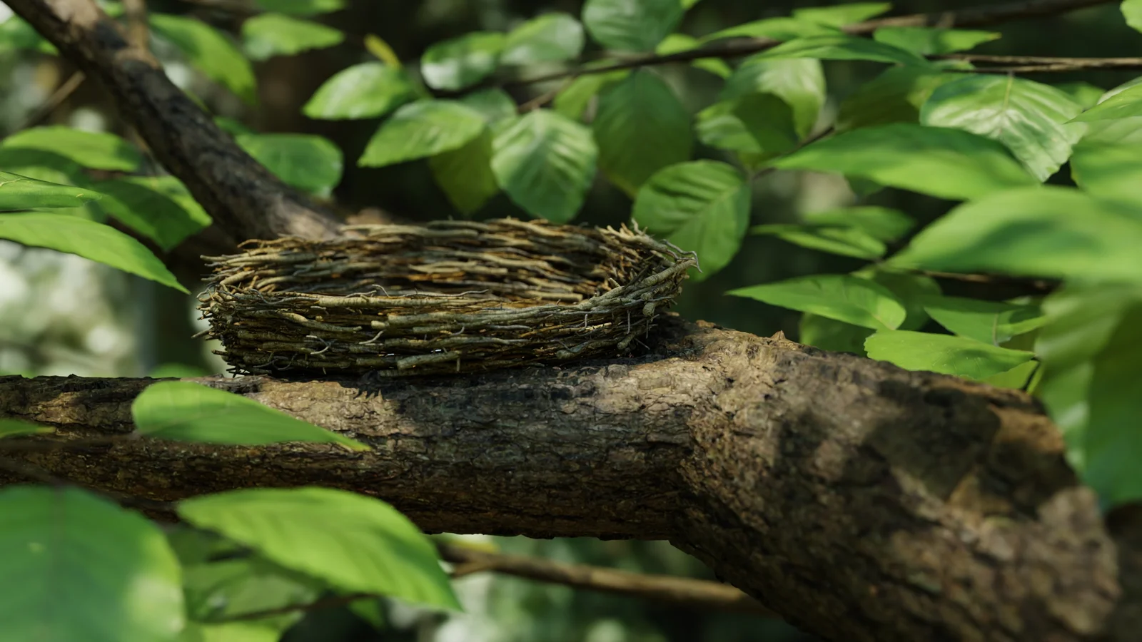 Bird Nest Nature Scene screenshot 2