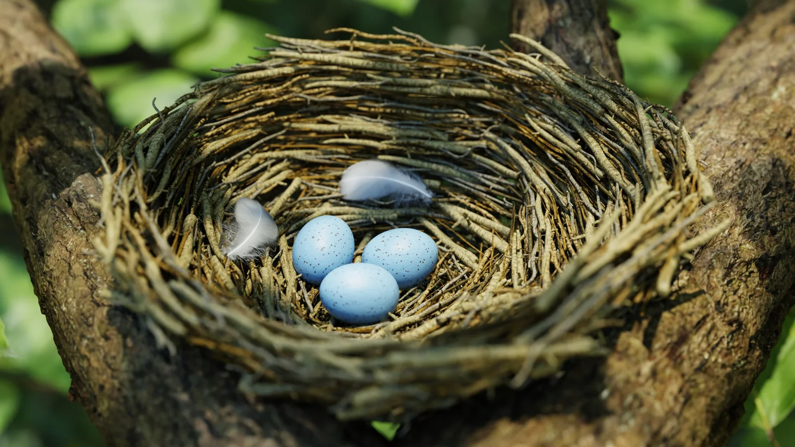 Bird Nest Nature Scene screenshot 7