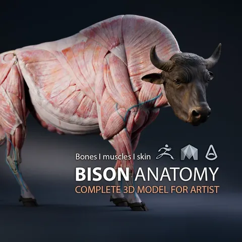 Bison Anatomy Model - Blender 3d models
