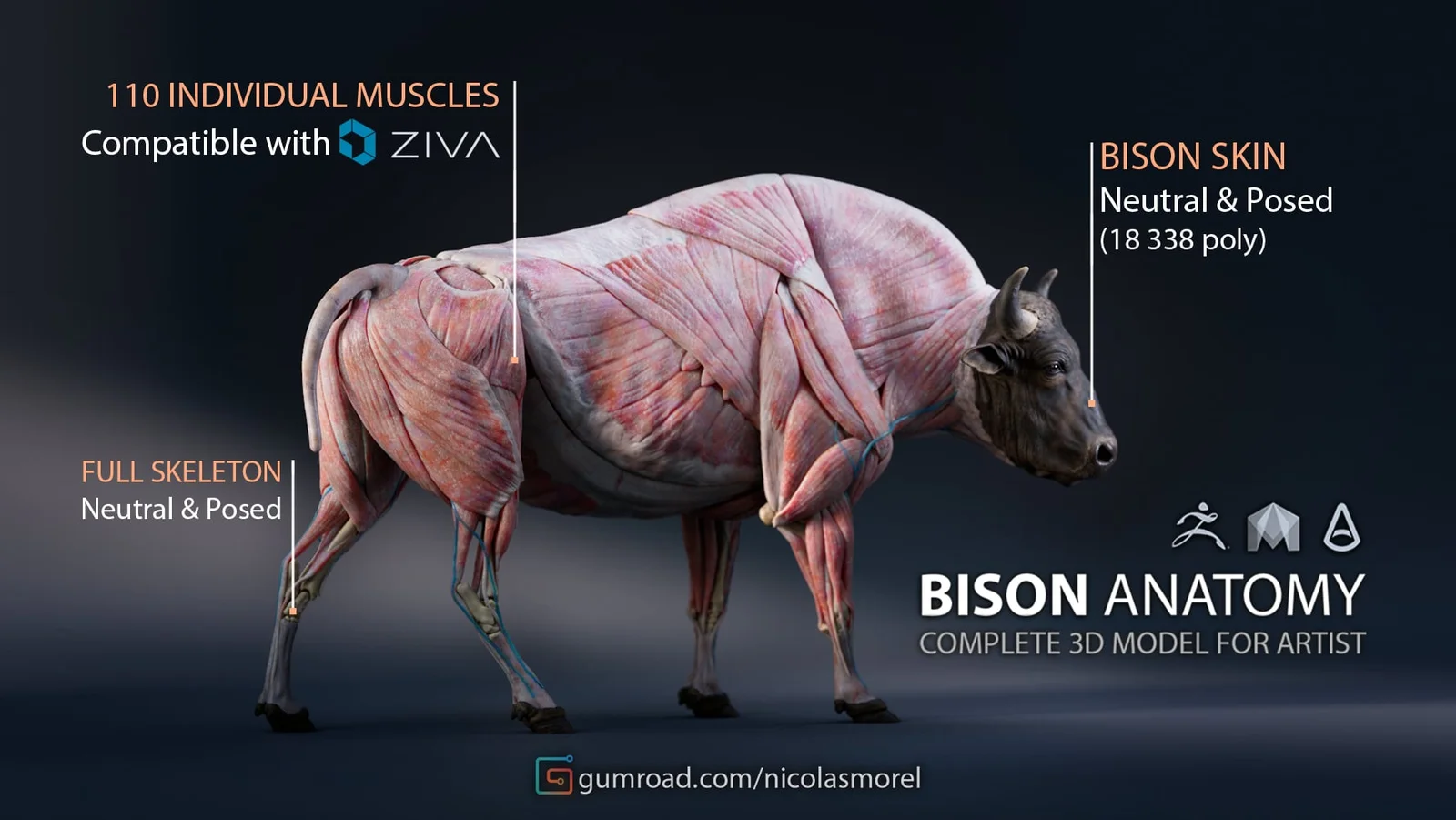 Bison Anatomy Model screenshot 2