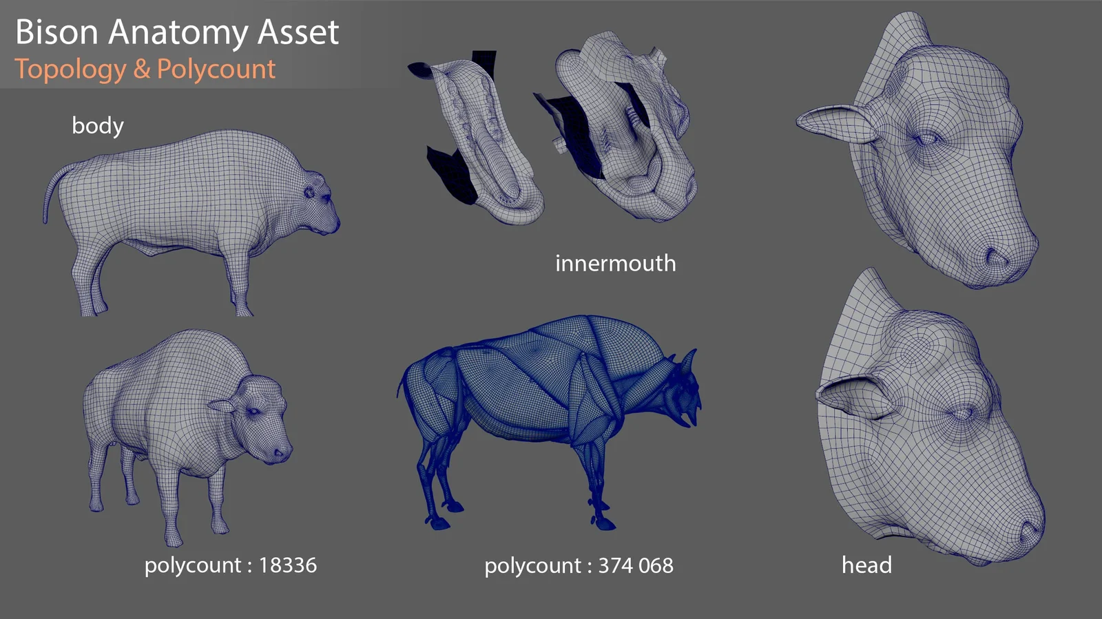 Bison Anatomy Model screenshot 4