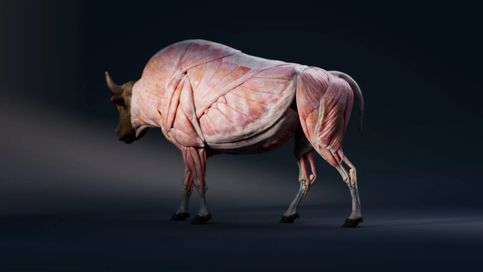 Bison Anatomy Model screenshot 6