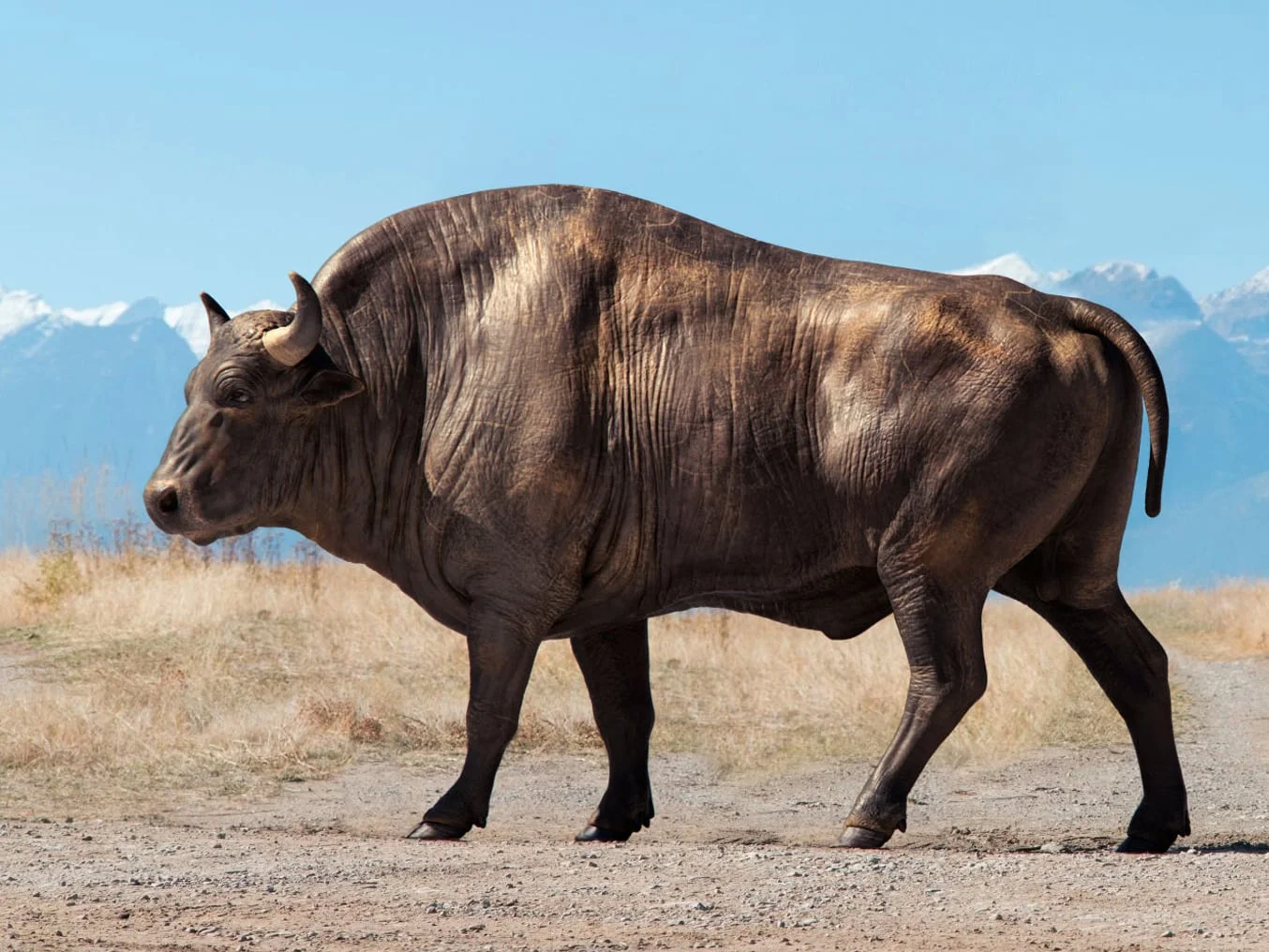 Bison Anatomy Model screenshot 7