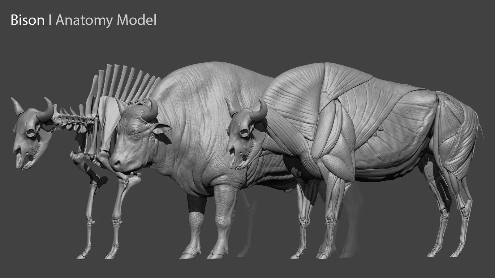 Bison Anatomy Model screenshot 8