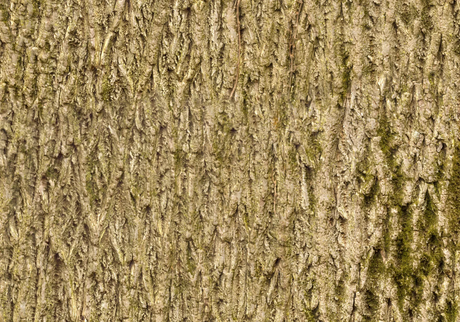 Black Walnut 1 screenshot 4