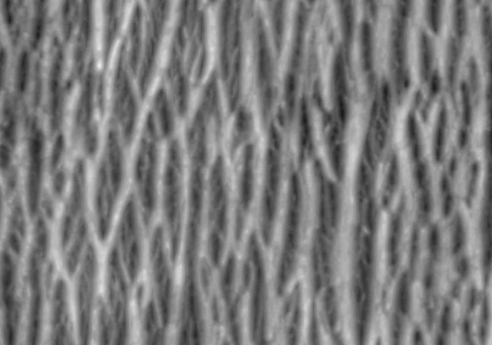 Black Walnut 1 screenshot 7