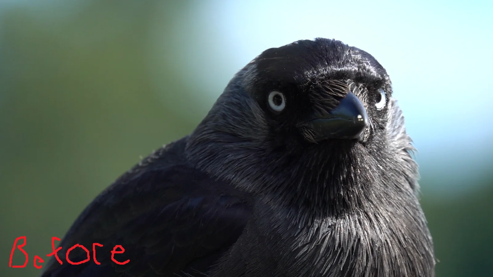 Film Effect screenshot 4