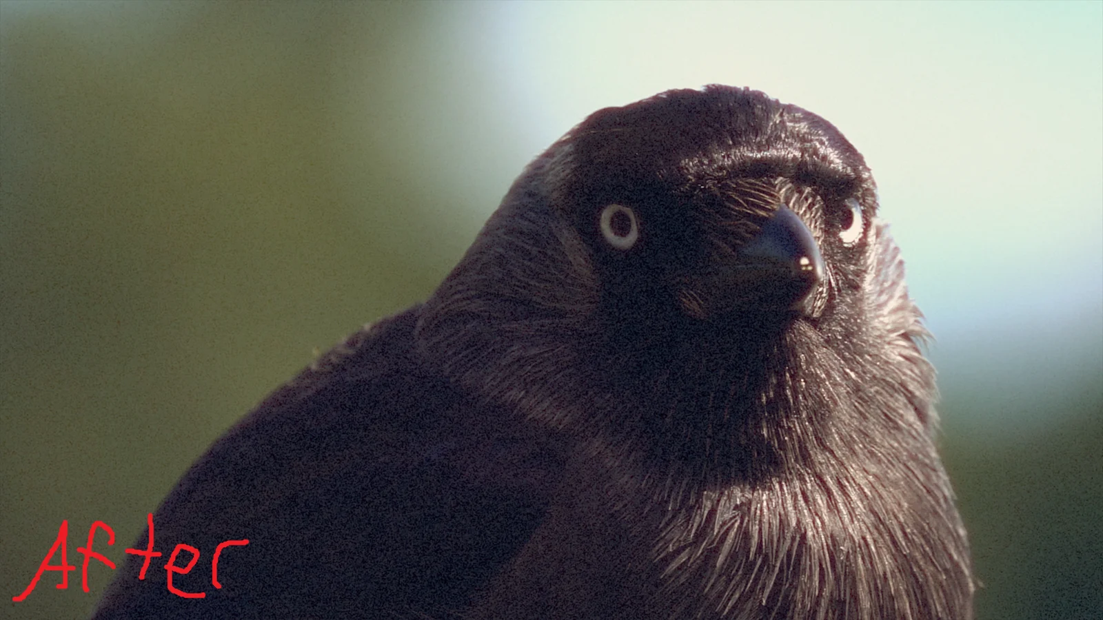 Film Effect screenshot 5