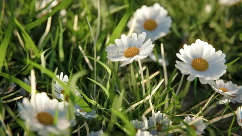 Procedural Flowers - Blender geometry nodes