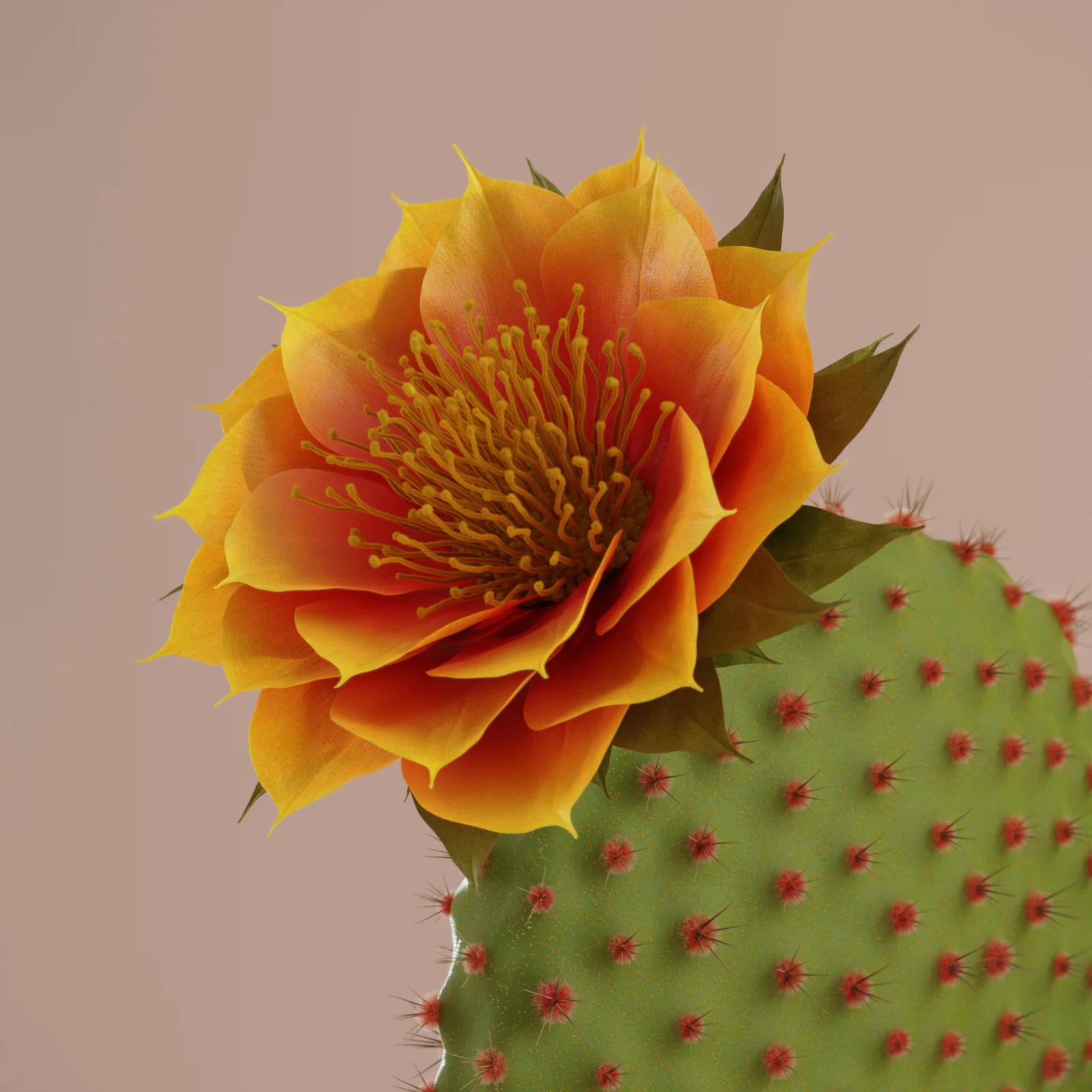 Ear Cactus screenshot 3