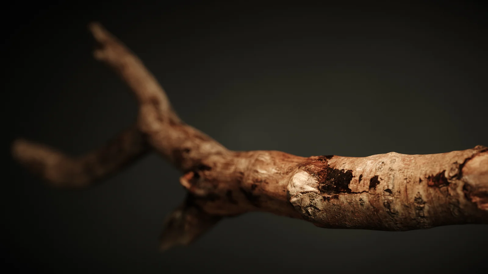 Branch 2 screenshot 7