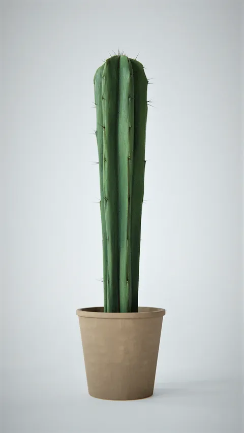 Cactus - Blender 3d models